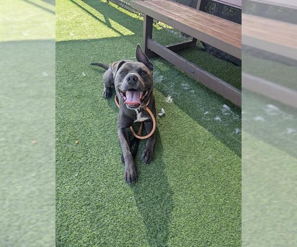 Medium Photo #4  Puppy For Sale in , 