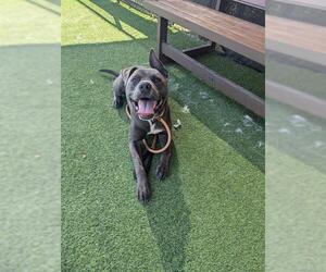 American Pit Bull Terrier Dogs for adoption in Camarillo, CA, USA