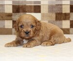 Small #1 Cavapoo (Miniature)