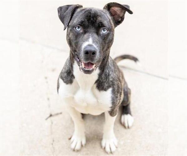 Medium Photo #2 American Pit Bull Terrier-Unknown Mix Puppy For Sale in Aurora, IL, USA