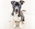Small #1 American Pit Bull Terrier Mix