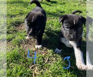 Australian Cattle Dog-Mutt Mix Dogs for adoption in LOMETA, TX, USA