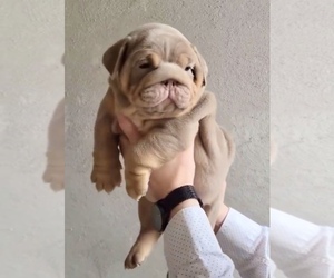 English Bulldog Puppy for sale in REDWOOD CITY, CA, USA