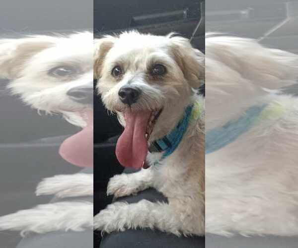 Medium Photo #1 Maltese-Unknown Mix Puppy For Sale in Gibbstown, NJ, USA