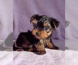 Yorkshire Terrier Puppy for sale in CLARKSVILLE, TN, USA
