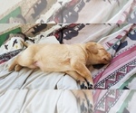 Small Photo #7 Labrador Retriever Puppy For Sale in CHICORA, PA, USA