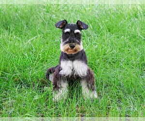 Mother of the Schnauzer (Miniature) puppies born on 07/17/2025