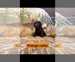 Litter of 5 - Male(s) and Female(s) Boykin SpanielLitter of Puppies for Sale - Photo #3