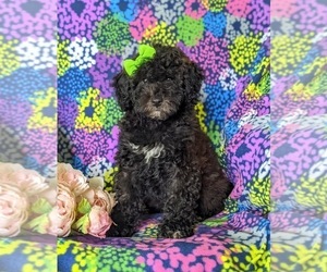 Poodle (Miniature)-ShihPoo Mix Puppy for sale in LINCOLN UNIVERSITY, PA, USA