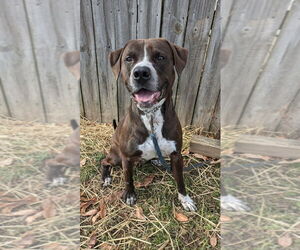 Labrador Retriever-Unknown Mix Dogs for adoption in Richmond, IN, USA