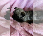 Small Photo #4 Cairn Terrier Puppy For Sale in SCHUYLER, NE, USA