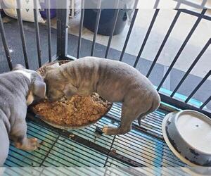 American Bully Puppy for sale in VIRGINIA BCH, VA, USA