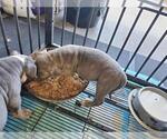 Small Photo #1 American Bully Puppy For Sale in VIRGINIA BCH, VA, USA