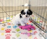 Small #9 Havanese