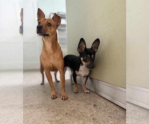 Medium Photo #2 Chihuahua-Unknown Mix Puppy For Sale in oakland, FL, USA