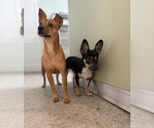 Rolo and Finny - Male Chihuahua-Unknown Mix Dog for Adoption - Photo #2