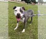 Small #1 American Pit Bull Terrier Mix