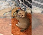 Puppy 2 Chiranian