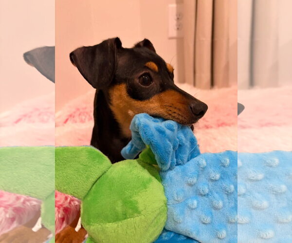 Medium Photo #4 Dachshund-Unknown Mix Puppy For Sale in Greenville, SC, USA