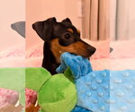 Small Photo #4 Dachshund-Unknown Mix Puppy For Sale in Greenville, SC, USA