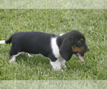 Puppy NED Basset Hound