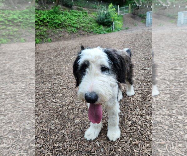 Medium Photo #3 Old English Sheepdog-Unknown Mix Puppy For Sale in Paso Robles, CA, USA