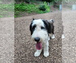 Small #2 Old English Sheepdog Mix