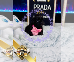 Small #9 Shih Tzu