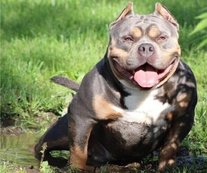 Father of the American Bully puppies born on 09/27/2021