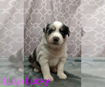 Small Photo #1 Miniature Australian Shepherd Puppy For Sale in CAMPBELL, MN, USA