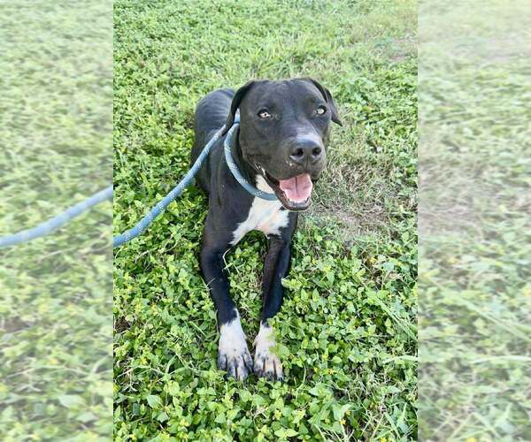 Medium Photo #2 Mutt Puppy For Sale in Abbeville, LA, USA