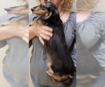 Small Photo #1 Dachshund Puppy For Sale in FAYETTEVILLE, TN, USA