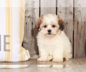 Zuchon Puppy for sale in MOUNT VERNON, OH, USA