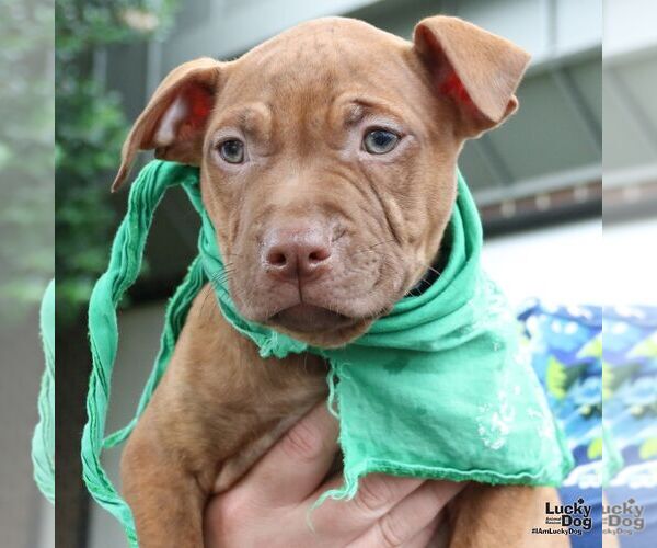 Medium Photo #6 Labrador Retriever-Retriever  Mix Puppy For Sale in Washington, DC, USA