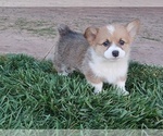 Puppy 2 Pembroke Welsh Corgi