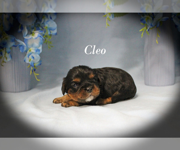 Medium Photo #3 Cavalier King Charles Spaniel Puppy For Sale in CHANUTE, KS, USA