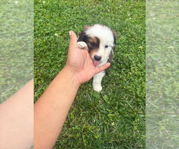 Medium Photo #1 Colonial Cocker Spaniel-Saint Bernard Mix Puppy For Sale in Aurora, IN, USA