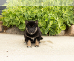 Small Shiba Inu