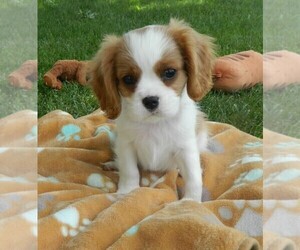 Cavalier King Charles Spaniel Litter for sale in CLARE, MI, USA