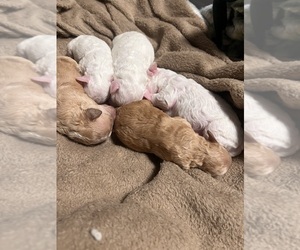 Poodle (Toy) Puppy for sale in BRIDGEPORT, CT, USA