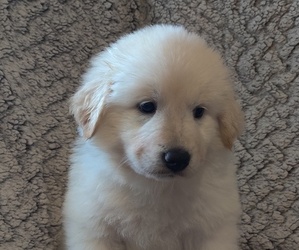 Great Pyrenees Puppy for sale in EL CAMPO, TX, USA