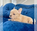 Small Photo #19 French Bulldog Puppy For Sale in LOS ALTOS HILLS, CA, USA