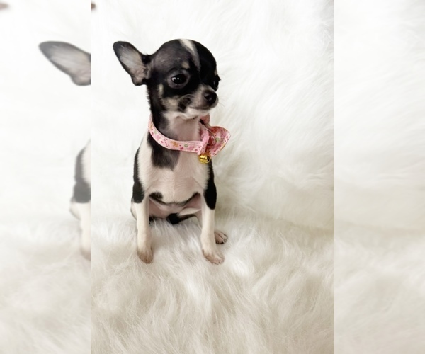 Medium Photo #11 Chihuahua Puppy For Sale in SACRAMENTO, CA, USA