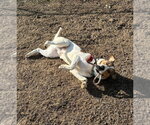 Small #10 Mutt