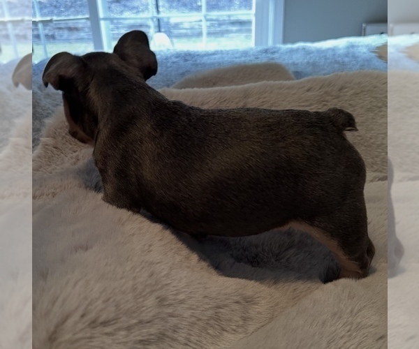 Medium Photo #3 French Bulldog Puppy For Sale in NORTH VERNON, IN, USA