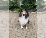 Small Photo #1 Shetland Sheepdog Puppy For Sale in GRAFTON, OH, USA