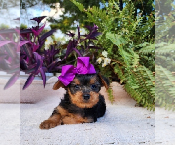 Medium Photo #5 Yorkshire Terrier Puppy For Sale in INDIANAPOLIS, IN, USA