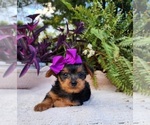 Small #4 Yorkshire Terrier