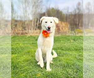 Great Pyrenees-Unknown Mix Dogs for adoption in Unionville, PA, USA