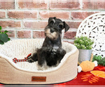 Small #3 Schnauzer (Miniature)